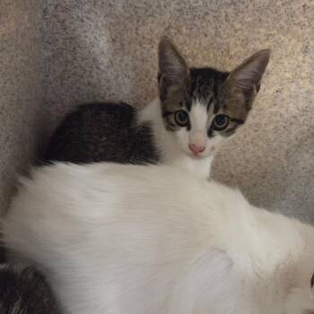 Tyson -  Domestic Short Hair Cat for Adoption in Chattanooga, Tennessee - Tyson | PetCurious