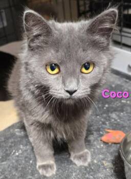 Rescue Domestic Short Hair Cats for Adoption in Buena Vista, Virginia - Coco | PetCurious