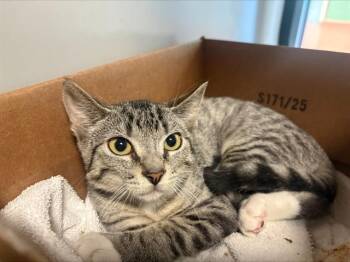 MARCUS -  Domestic Short Hair Cat for Adoption in San Jose, California - MARCUS | PetCurious
