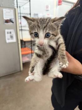 Domestic Short Hair Cats Available for Adoption in Dallas, Texas - DOONIE | PetCurious