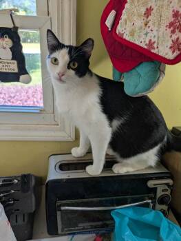 Rescue Domestic Short Hair Cats for Adoption in Trinity, North Carolina - May May | PetCurious