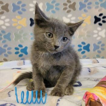 Pickles -  Russian Blue Cat for Adoption in Alpine, Texas - Pickles | PetCurious