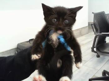 PALMER -  Domestic Short Hair Cat for Adoption in Charlotte, North Carolina - PALMER | PetCurious