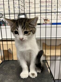 Roni -  Domestic Short Hair Cat for Adoption in Ontario, California - Roni | PetCurious