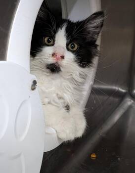 Langdon (Photos May-June 2026) -  Domestic Short Hair Cat for Adoption in Marietta, Ohio - Langdon (Photos May-June 2026) | PetCurious
