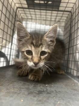 Domestic Short Hair Cats Available for Adoption in Las Vegas, Nevada - PABLO | PetCurious