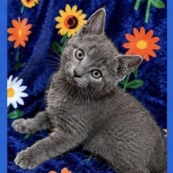 Static -  Domestic Medium Hair Cat Available for Adoption in Parkersburg, West Virginia - Static | PetCurious