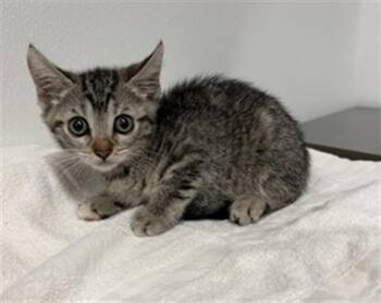 BOBBIE -  Domestic Short Hair Cat for Adoption in Camarillo, California - BOBBIE | PetCurious