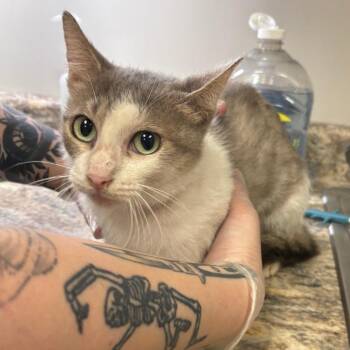 Mauve - 081904U -  Domestic Short Hair Cat for Adoption in Tupelo, Mississippi - Mauve - 081904U | PetCurious