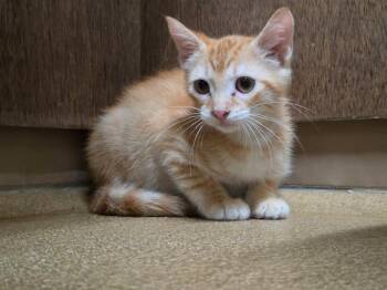 INDY -  Domestic Short Hair Cat for Adoption in St. Peters, Missouri - INDY | PetCurious
