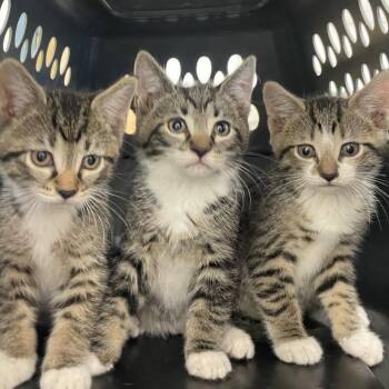 McGriddle -  Domestic Short Hair Cat for Adoption in Philadelphia, Pennsylvania - McGriddle | PetCurious