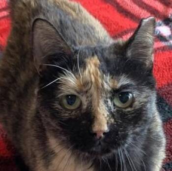 Domestic Short Hair Cats Available for Adoption - Daria  | PetCurious