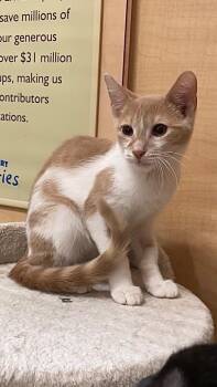 Rescue Domestic Short Hair Cats for Adoption in Port Barrington, Illinois - Caruso | PetCurious