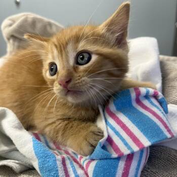 Baby Milo -  Domestic Short Hair Cat for Adoption in Oak Park, Illinois - Baby Milo | PetCurious