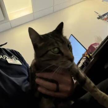 Bertie -  Domestic Short Hair Cat for Adoption in Brentwood, Missouri - Bertie | PetCurious