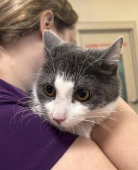 Sullie (at Smitten Kitten) -  Domestic Short Hair Cat for Adoption in Fishers, Indiana - Sullie (at Smitten Kitten) | PetCurious