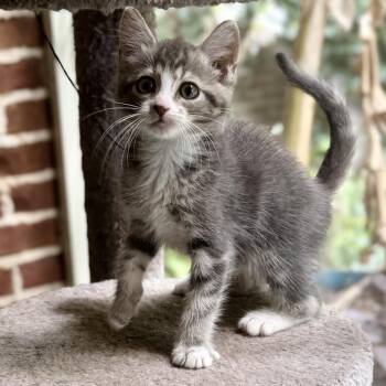 Colby -  Domestic Medium Hair Cat for Adoption in Starkville, Mississippi - Colby | PetCurious