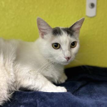 Domestic Long Hair Cats Available for Adoption in Fresno, California - Sprinkle | PetCurious