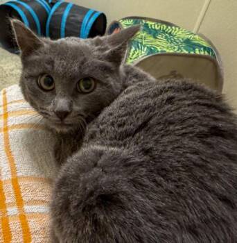 Domestic Short Hair Cats Available for Adoption - Dusty 2 | PetCurious