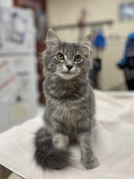 DAZZLE -  Domestic Medium Hair Cat for Adoption in Aliquippa, Pennsylvania - DAZZLE | PetCurious