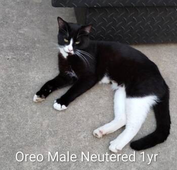 Domestic Short Hair Cats Available for Adoption - Oreo | PetCurious