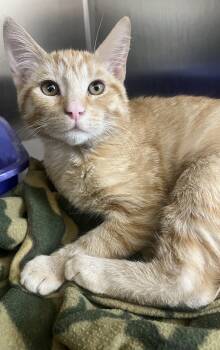 Domestic Short Hair Cats Available for Adoption in Las Vegas, Nevada - Creamsicle  | PetCurious
