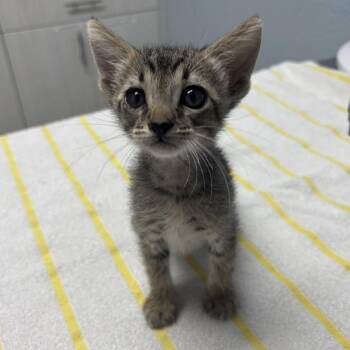 Mustard -  Domestic Short Hair Cat for Adoption in Riverside, California - Mustard | PetCurious