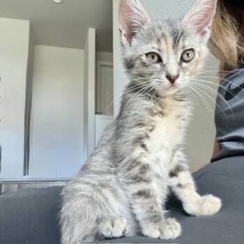 *EARL GREY -  Domestic Short Hair Cat for Adoption in Woodland, California - *EARL GREY | PetCurious