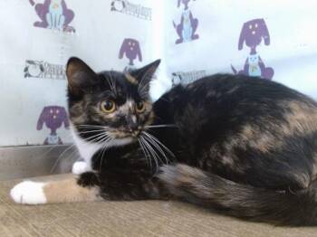 IZZIE -  Domestic Short Hair Cat for Adoption in Orlando, Florida - IZZIE | PetCurious