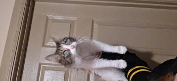 Rescue Domestic Medium Hair Cats for Adoption in Evansville, Indiana - Mercy | PetCurious