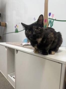 Marmalade -  Domestic Short Hair Cat Available for Adoption in Lafayette, Indiana - Marmalade | PetCurious