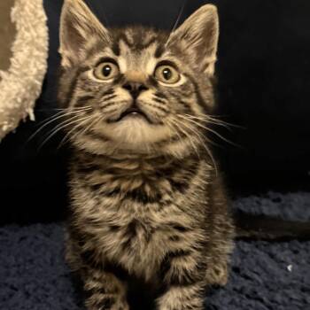 Sable -  Domestic Short Hair Cat for Adoption in Reeseville, Wisconsin - Sable | PetCurious