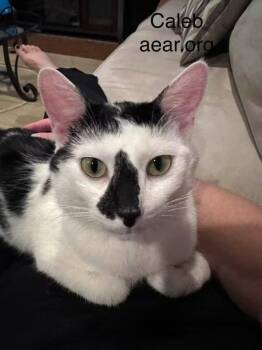 Caleb -  Domestic Medium Hair Cat for Adoption in Libertyville, Illinois - Caleb | PetCurious