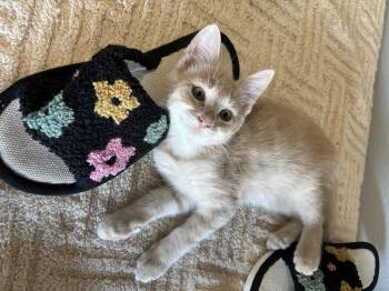 Knox -  Domestic Short Hair Cat for Adoption in Ephrata, Washington - Knox | PetCurious