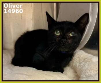 Rescue Domestic Short Hair Cats for Adoption in Marietta, Georgia - OLIVER | PetCurious