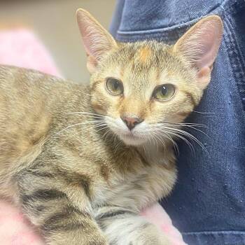 Savannah -  Domestic Short Hair Cat for Adoption in Austin, Texas - Savannah | PetCurious