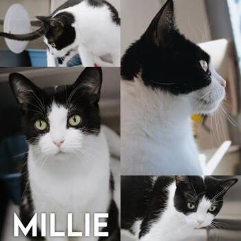 Domestic Short Hair Cats Available for Adoption - Millie | PetCurious