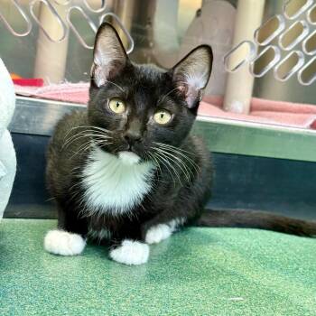 Sushi -  Domestic Short Hair Cat for Adoption in New Fairfield, Connecticut - Sushi | PetCurious