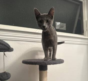 Rescue Domestic Short Hair Cats for Adoption in Huntington Beach, California - Leahpold | PetCurious