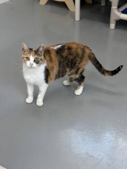 Penny -  Calico Cat for Adoption in Big Rapids, Michigan - Penny | PetCurious