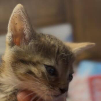 Kitten 1 -  Domestic Short Hair Cat Available for Adoption in Midland, Texas - Kitten 1 | PetCurious
