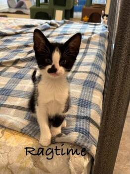 Ragtime -  Domestic Short Hair Cat for Adoption in Groveland, Massachusetts - Ragtime | PetCurious