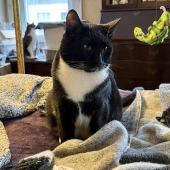 Three Siblings Ready for Their Forever Home -  American Shorthair Cat for Adoption in East Orange, New Jersey - Three Siblings Ready For Their Forever Home | PetCurious