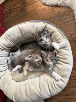 Cola -  Domestic Short Hair Cat for Adoption in Lafayette, Colorado - Cola | PetCurious