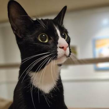 Effie -  Domestic Short Hair Cat for Adoption in Oakland, California - Effie | PetCurious