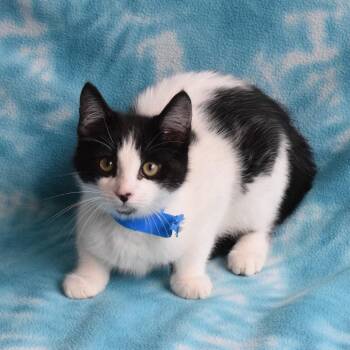 Nico 52869 -  Domestic Short Hair Cat for Adoption in Eureka, California - Nico 52869 | PetCurious