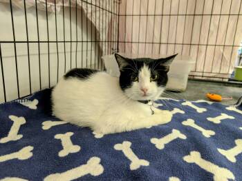 Domestic Short Hair Cats Available for Adoption - Floop | PetCurious