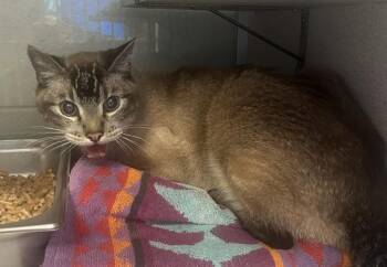 *Eugene* -  Domestic Short Hair Cat for Adoption in Salt Lake City, Utah - *Eugene* | PetCurious