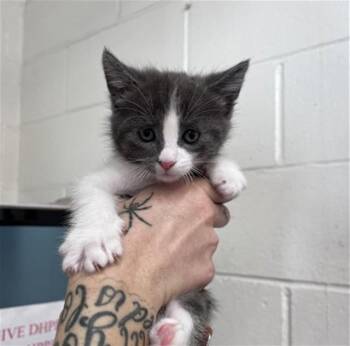 YANG -  Domestic Short Hair Cat for Adoption in San Bernardino, California - YANG | PetCurious