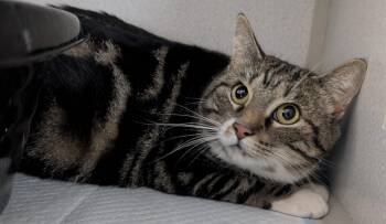 Dulcie -  Domestic Short Hair Cat Available for Adoption in Bisbee, Arizona - Dulcie | PetCurious